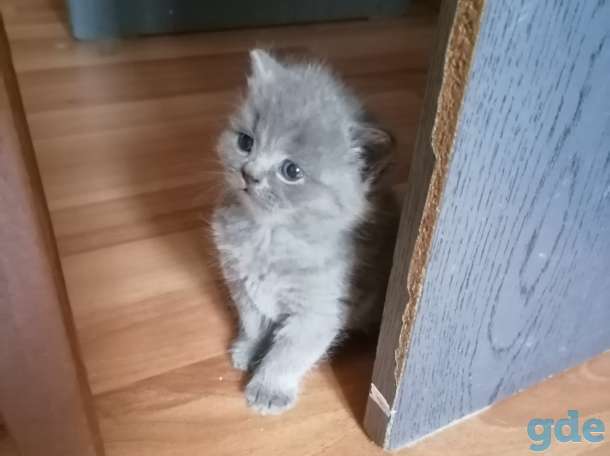 Продаю котят шотландской породы, фотография 2