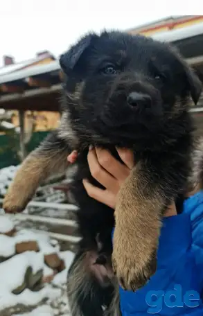 Продам щенка немецкой овчарки, фотография 1
