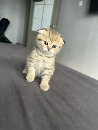 Котята шотландские окрас золотая шиншилла, фотография 4