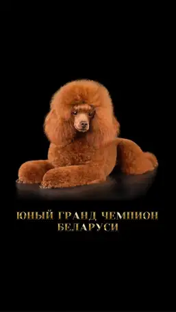 Шикарный, максимально титулованный и здоровый кобель, вязка, фотография 7
