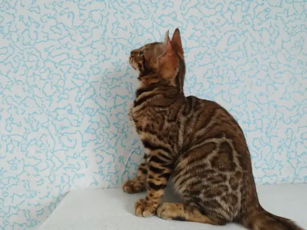 бенгальские котята, фотография 8