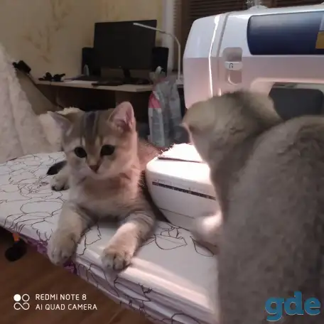 Шотландские котята золотая шиншилла. Договорная, фотография 5