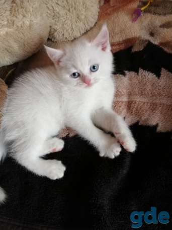 Чистокровные шотландские котята, фотография 12