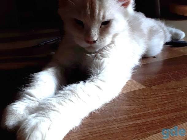Котята Мейн КУН, фотография 5