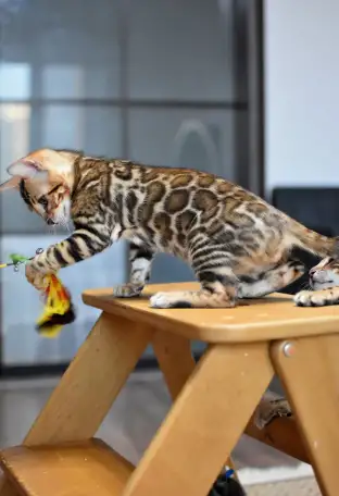 Бенгальские котята из питомника: котик, фотография 1