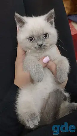Британские котята СКИДКА 60% (питомник), фотография 8