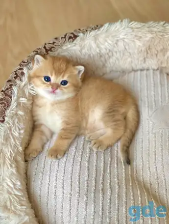 ЗОЛОТАЯ ШИНШИЛЛА шотландские котята, фотография 2