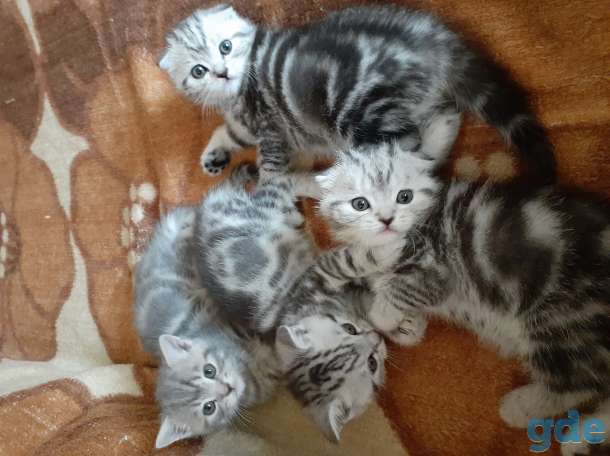 Шотландские котята, фотография 1