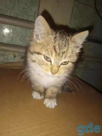 Найден котёнок, фотография 1