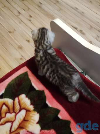 Шотландский вислоухий котенок, фотография 4