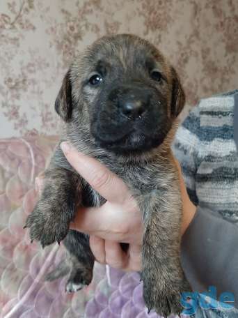 Продам щенков от Кане-корсо 2 мальчика и девочка., фотография 3