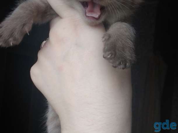 Шотландские котята, фотография 12