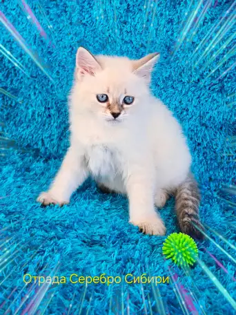 невские маскарадные котята-резерв, фотография 1