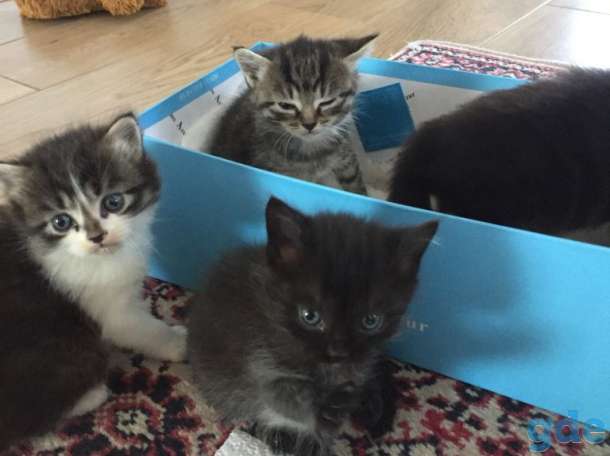 Котята -кошечки в добрые руки! Родились 1 апреля!, фотография 2