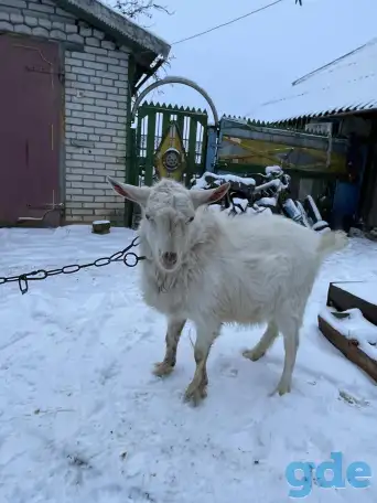 Продам породистого козлика (9 месяцев), фотография 1