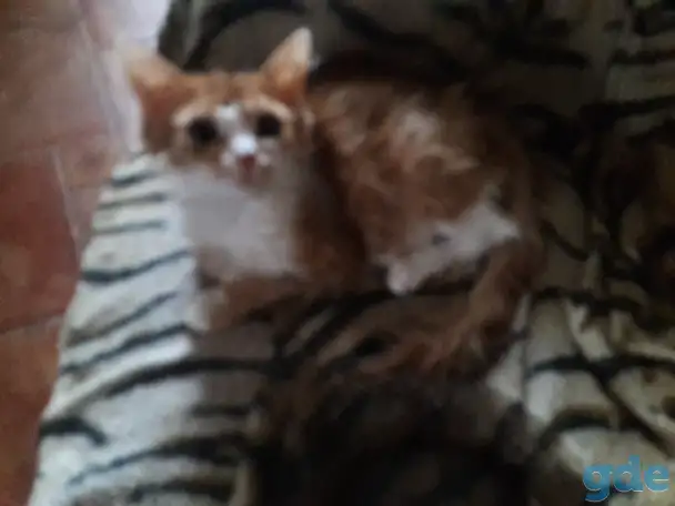 Котики, фотография 1