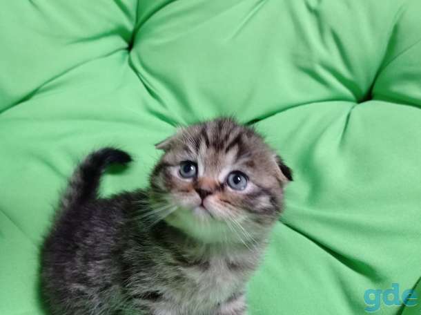 Шотландский вислоухий котенок, фотография 10