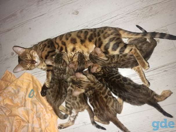 Бенгальские котята, фотография 1