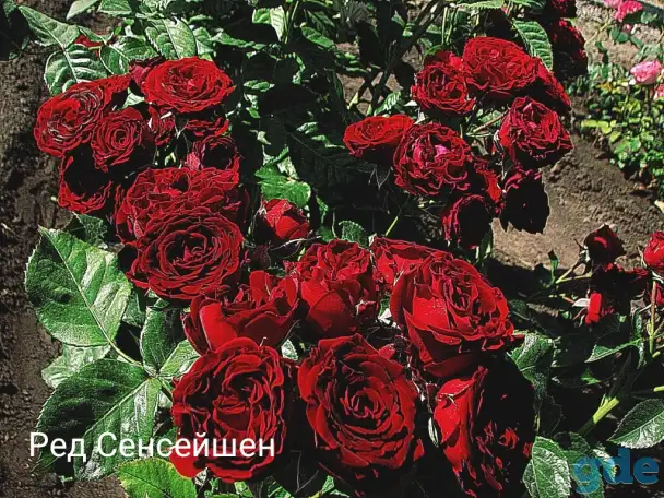 Саженцы розы спрей., фотография 11