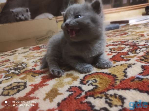 Британские котята, фотография 6