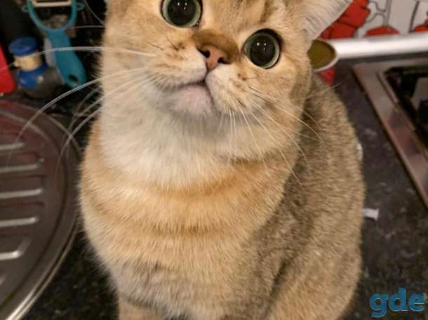 Вязка кота, фотография 1