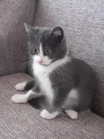 Отдам котят, фотография 4