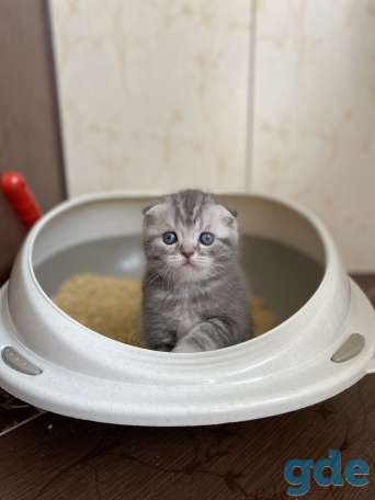 Шотландские котята, фотография 3