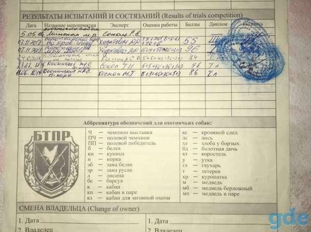 Продам щенка ягдтерьера ( кобель) с родословной, от рабочих родителей., фотография 8