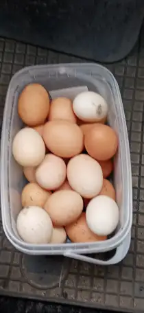 Домашние яйца, фотография 2