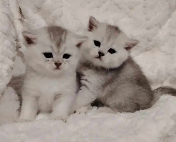 Шотландские котята., фотография 1