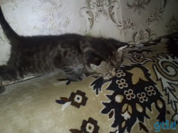 Маленькие котята ищут дом, фотография 1