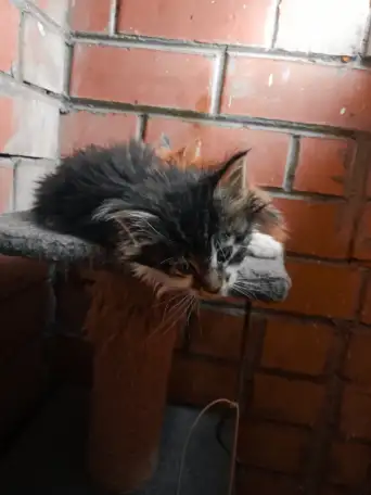 Котята Мейн куны, фотография 3