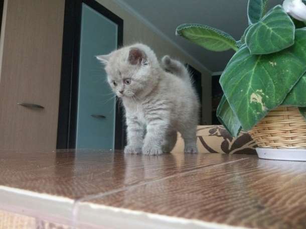 Продам британского котенка, фотография 2