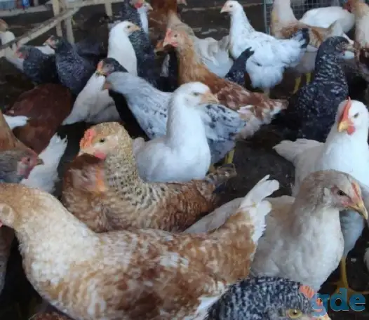 Продам курей, фотография 10