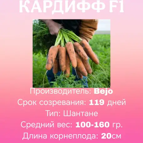 Марковь сорт кардоба, фотография 1