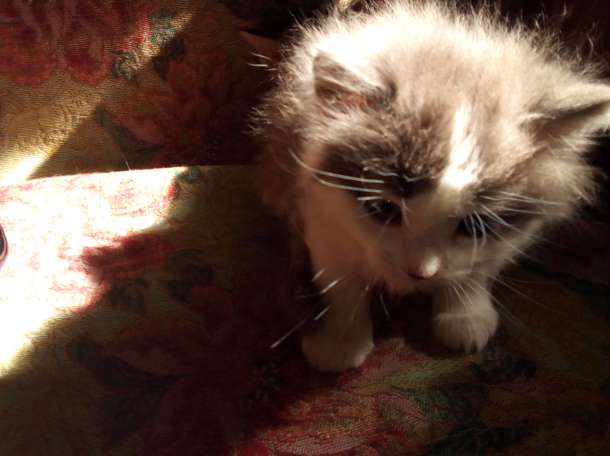 Дарю котят, фотография 3