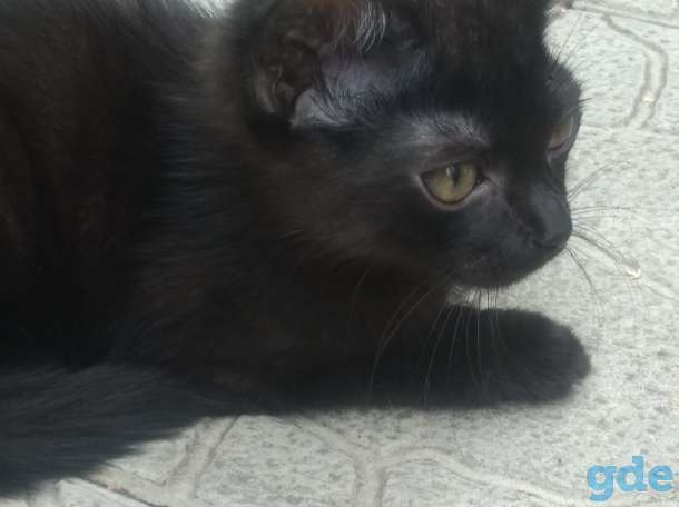Котики, фотография 1