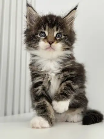Очаровательный Котенок Мейн-Кун, фотография 4
