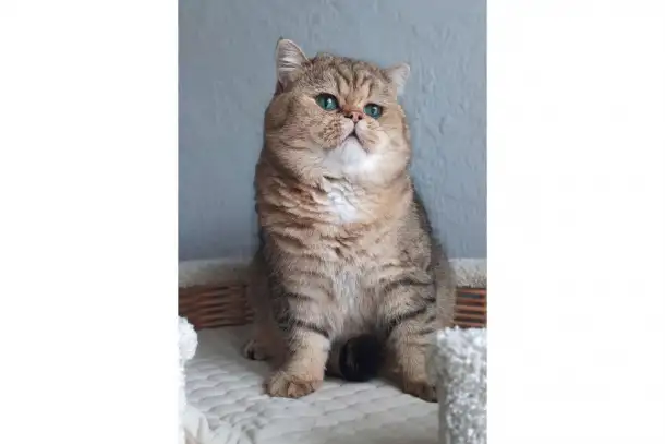 Котята Серебристая шиншилла, фотография 5