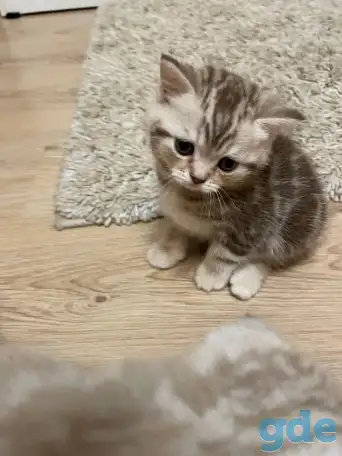 Шотландские мальчик скоттиш страйт и девочка скоттиш фолд, фотография 7