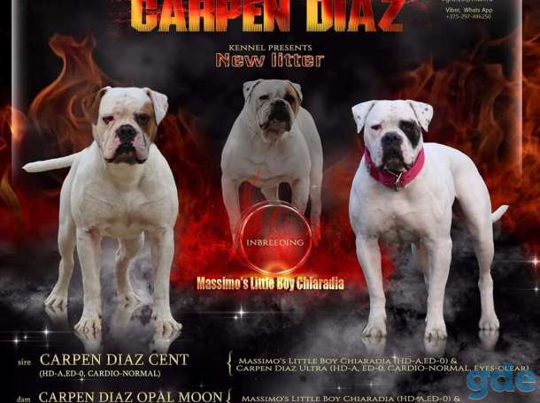 Продажа питомник carpen diaz, фотография 3