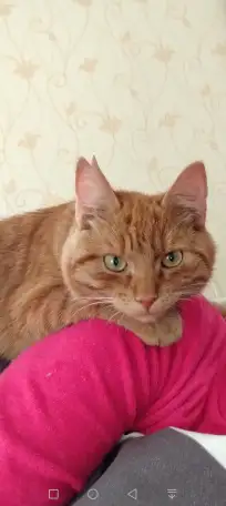 Пропал рыжий кот, фотография 3