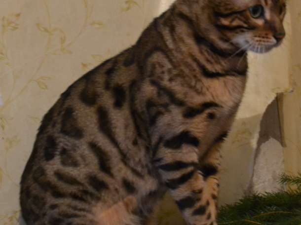 Бенгальский кот, чемпион породы, приглашает на вязку., фотография 2