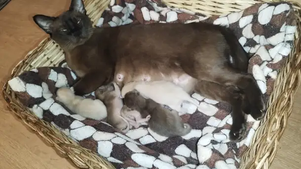 Европейская Бурма котята Бронирование, фотография 2