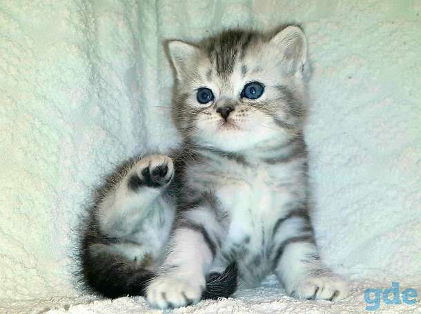 Шотландские Вислоухие и Прямоухие котята, фотография 4