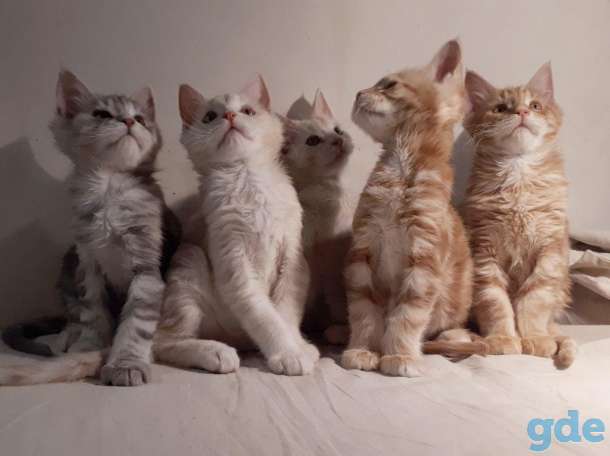 Котята Мейн КУН, фотография 1