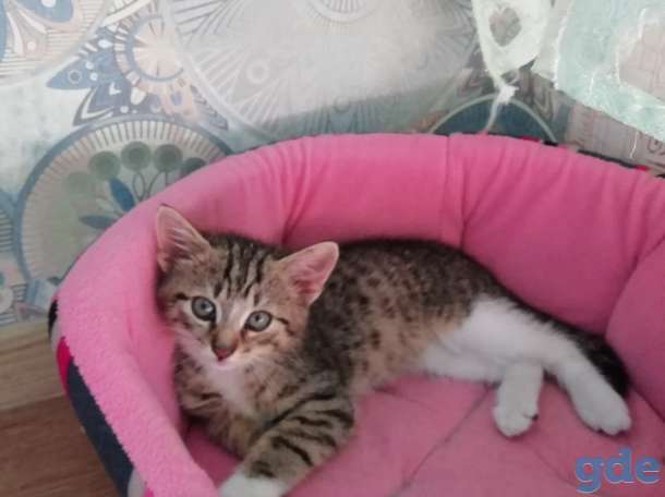 Котенок, фотография 2