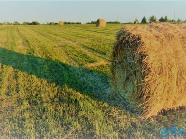 Сено, фотография 1