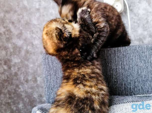 Шотландские котята .  Черепаховая кошка, фотография 5