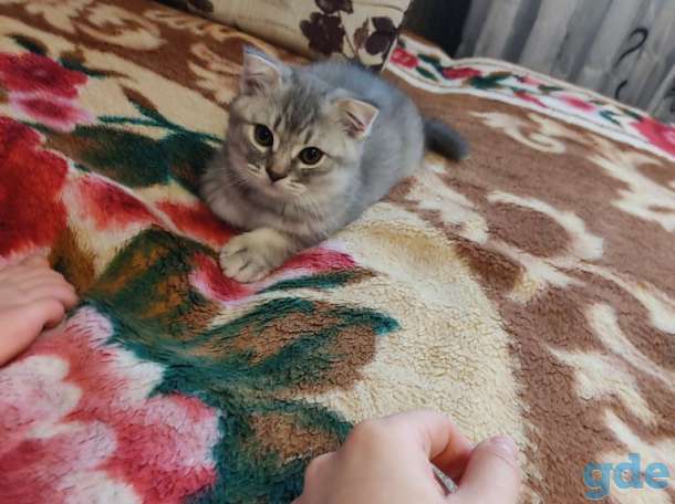 Шотландские котята, фотография 9